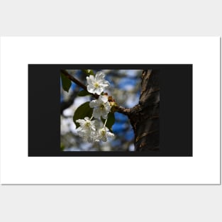 Springtime cherry blossoms Posters and Art